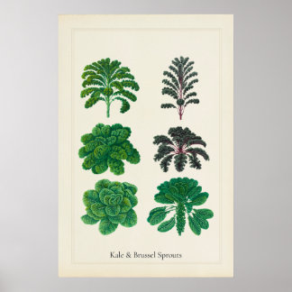 Antikes kulinarisches botanisches Kunstblatt Kohl Poster