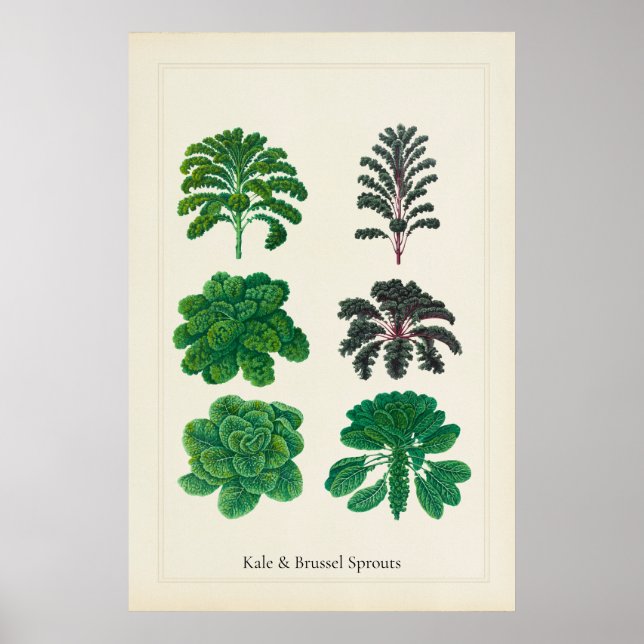Antikes kulinarisches botanisches Kunstblatt Kohl  Poster (Vorne)