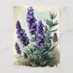 Antikes Lavendel Postkarte