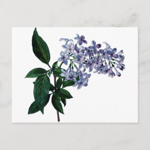 Antikes Lila Postkarte