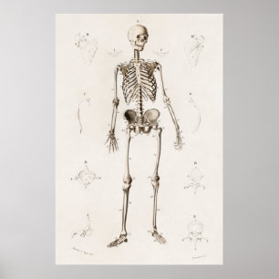 Antikes medizinisches Skelett Anatomie Diagramm Vi Poster