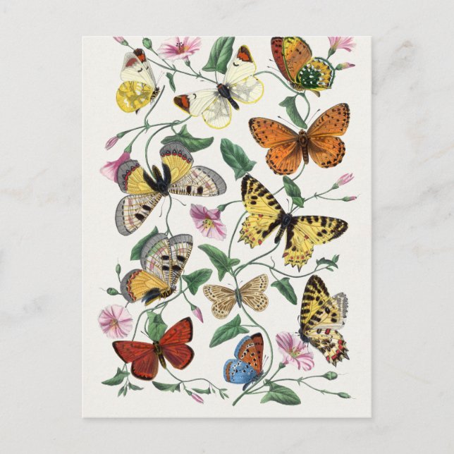 Antikes Paul Gervais Butterfets Naturgeschichte Postkarte (Vorderseite)