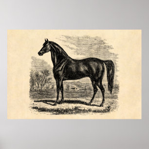 Antikes Pferd 1800er Jahre - Morgan Reit Template Poster
