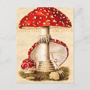 Antikes Pilz-Rot-Pilz-Schablone aus dem 19. Jahrhu Postkarte