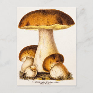 Antikes Pilz-Speisepilze-Template 1800er Postkarte