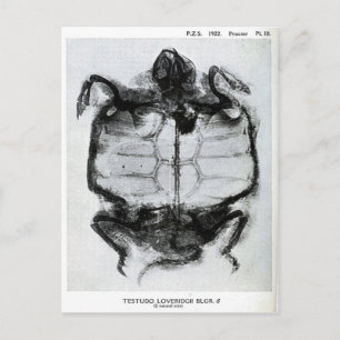 Antikes Röntgenbild einer Schildkröte Postkarte