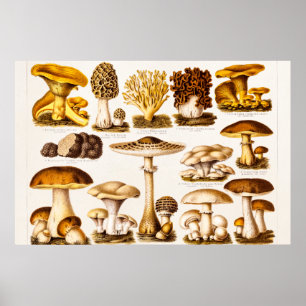 Antikes Schablonen-Set für Pilzarten aus dem 19. J Poster