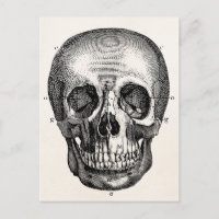 Antikes Totenkopf Retro Schädel Skelett 19. Jahrhu