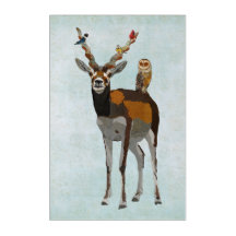 ANTILOPE U. FEDERN