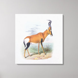 Antilope, "vom Buch der Antilopen", Leinwanddruck