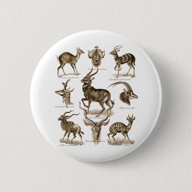 Antilopen Button (Vorderseite)