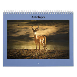 Antilopen Kalender