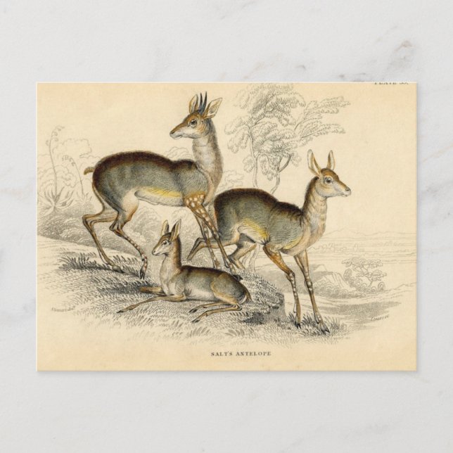Antilopen-Postkarte Postkarte (Vorderseite)