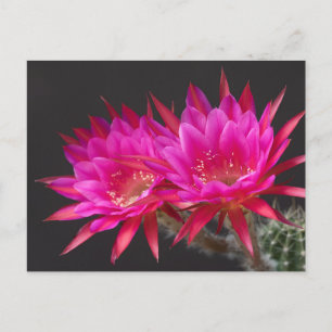 Antimaterie Kaktus Blume zweimal Postkarte