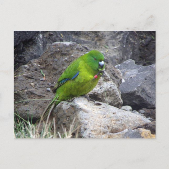 Antipodes Island Parakeet Postkarte (Vorderseite)