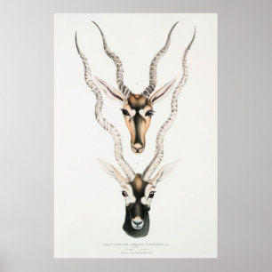 Antique African Antelope Horns Vintag Animal Poster