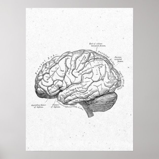 Antique Anatomy Brain Vintage Poster (Vorne)