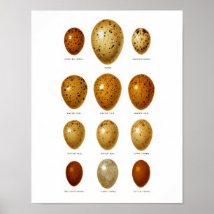 Antique Bird Eggs Print no.2 Osterfrühlingsdekor Poster