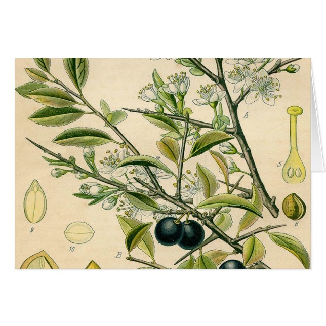 Antique Blackthorn Botanische Print Blume Berry (Vorderseite (Horizontal))
