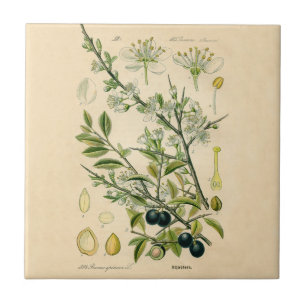 Antique Blackthorn Botanische Print Blume Berry Fliese