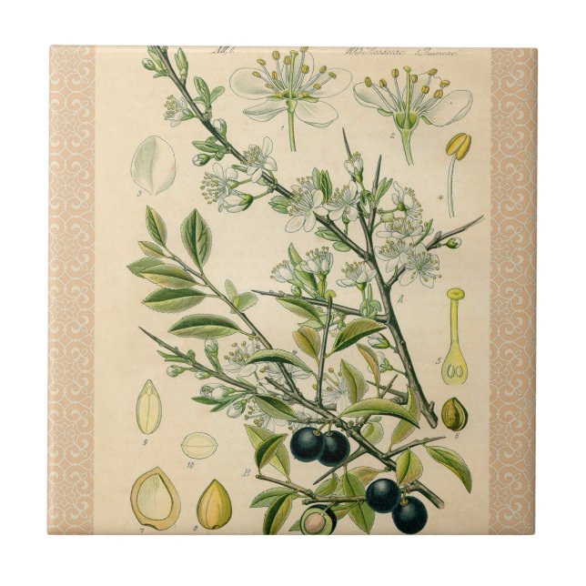Antique Blackthorn Botanische Print Blume Berry Fliese (Vorderseite)