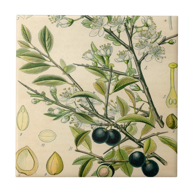 Antique Blackthorn Botanische Print Blume Berry Fliese (Vorderseite)