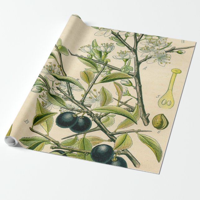 Antique Blackthorn Botanische Print Blume Berry Geschenkpapier (Ungerollt)