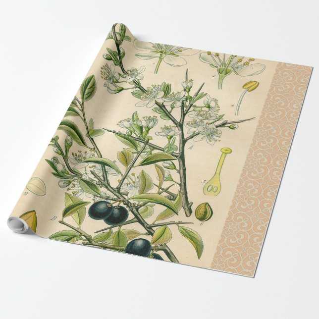 Antique Blackthorn Botanische Print Blume Berry Geschenkpapier (Ungerollt)