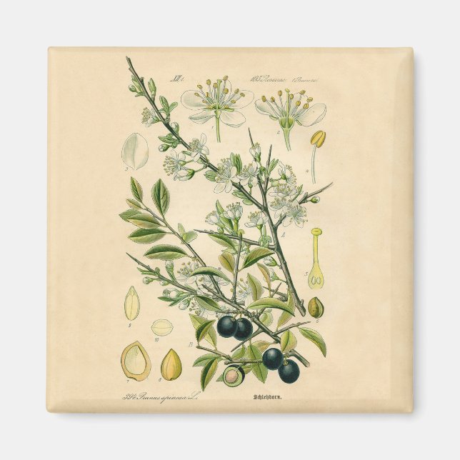 Antique Blackthorn Botanische Print Blume Berry Magnet (Vorne)