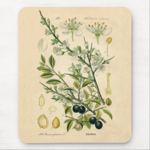 Antique Blackthorn Botanische Print Blume Berry Mousepad