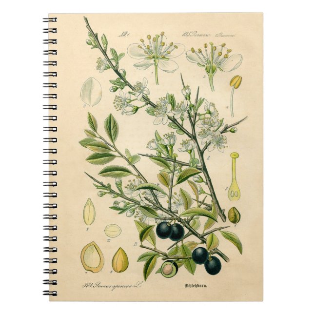 Antique Blackthorn Botanische Print Blume Berry Notizblock (Vorderseite)