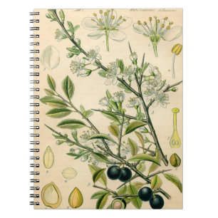Antique Blackthorn Botanische Print Blume Berry Notizblock