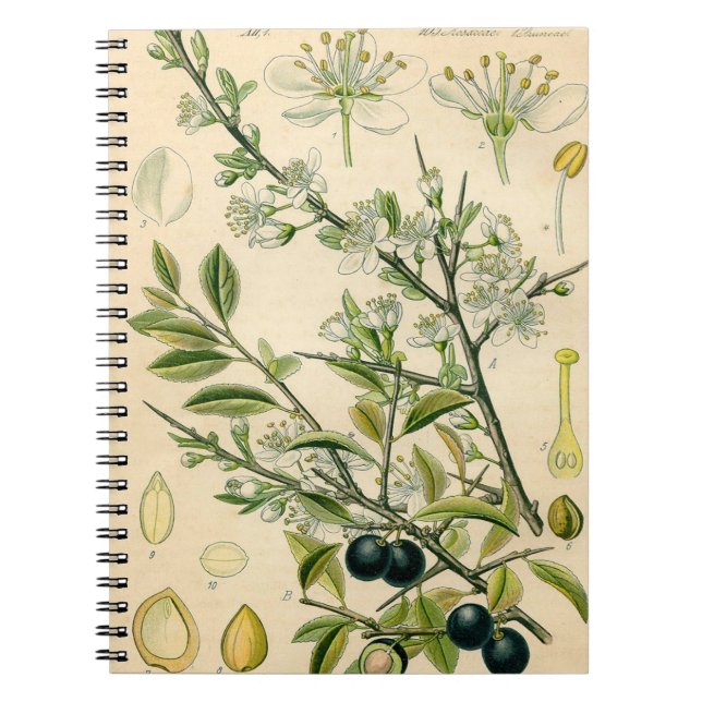 Antique Blackthorn Botanische Print Blume Berry Notizblock (Vorderseite)