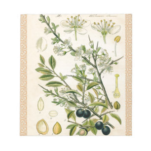 Antique Blackthorn Botanische Print Blume Berry Notizblock