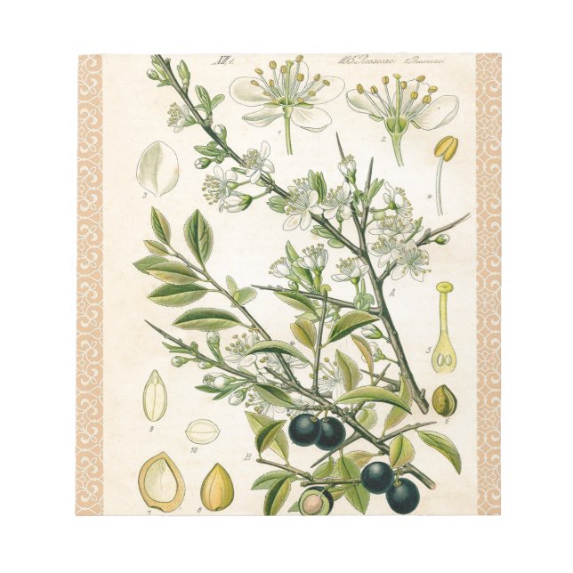 Antique Blackthorn Botanische Print Blume Berry Notizblock (Vorderseite)