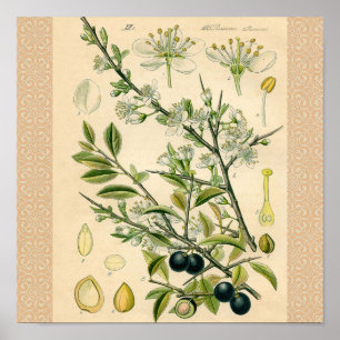Antique Blackthorn Botanische Print Blume Berry Poster