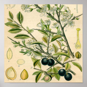 Antique Blackthorn Botanische Print Blume Berry Poster