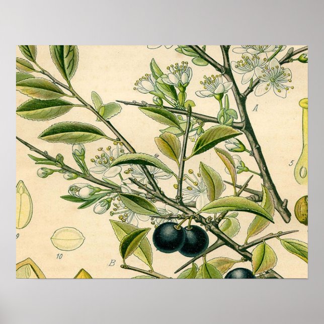 Antique Blackthorn Botanische Print Blume Berry Poster (Vorne)