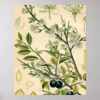 Antique Blackthorn Botanische Print Blume Berry