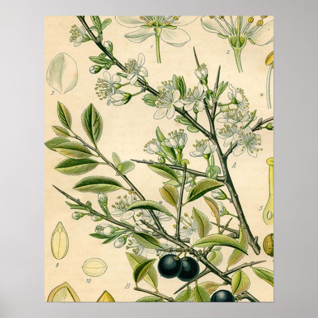 Antique Blackthorn Botanische Print Blume Berry Poster (Vorne)