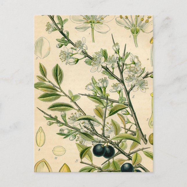 Antique Blackthorn Botanische Print Blume Berry Postkarte (Vorderseite)