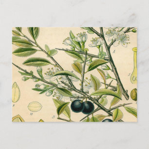 Antique Blackthorn Botanische Print Blume Berry Postkarte