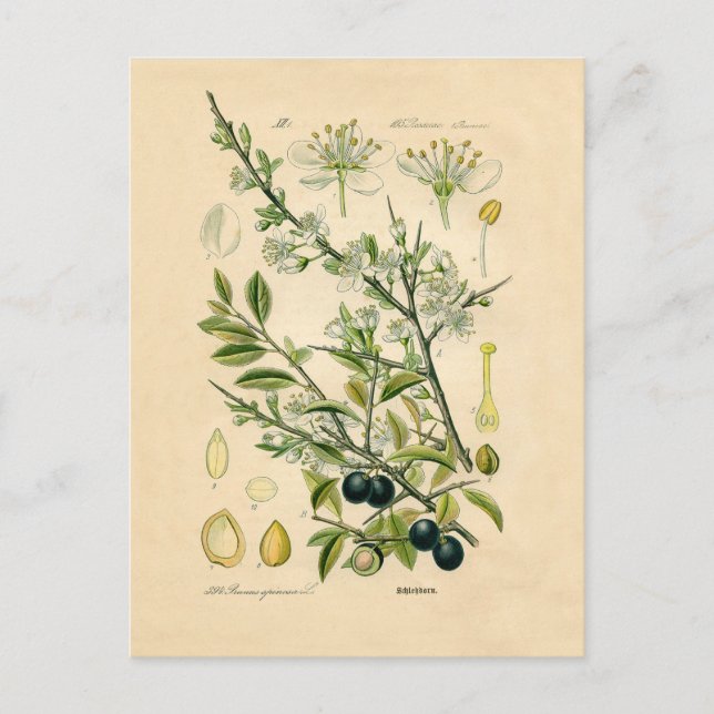 Antique Blackthorn Botanische Print Blume Berry Postkarte (Vorderseite)