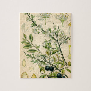 Antique Blackthorn Botanische Print Blume Berry Puzzle