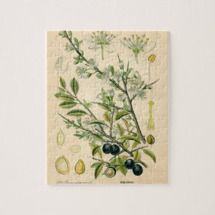 Antique Blackthorn Botanische Print Blume Berry Puzzle