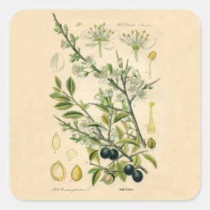 Antique Blackthorn Botanische Print Blume Berry Quadratischer Aufkleber