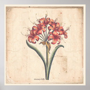Antique Botanical Print Poster Red Guernsey Liege