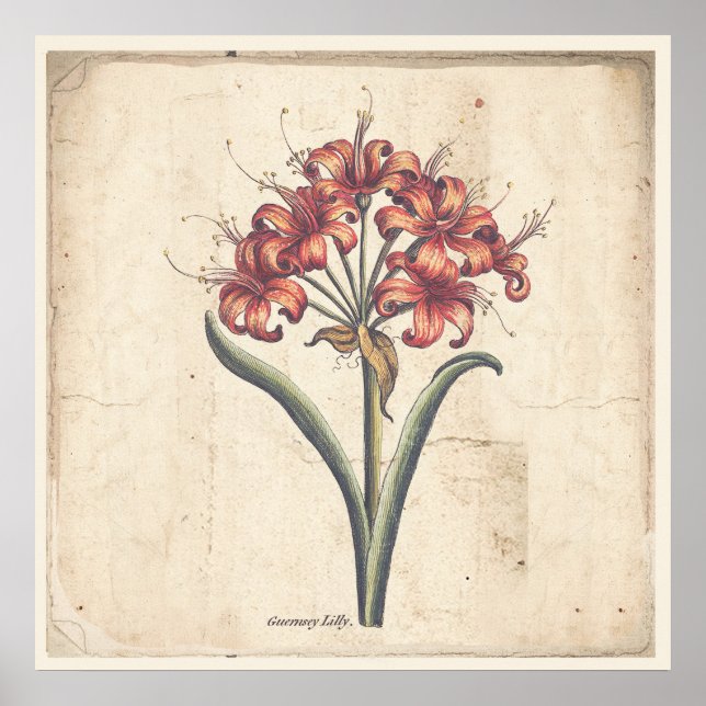 Antique Botanical Print Poster Red Guernsey Liege (Vorne)