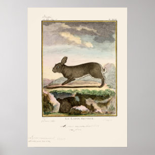Antique Bunny Rabbit Color Etwas Poster