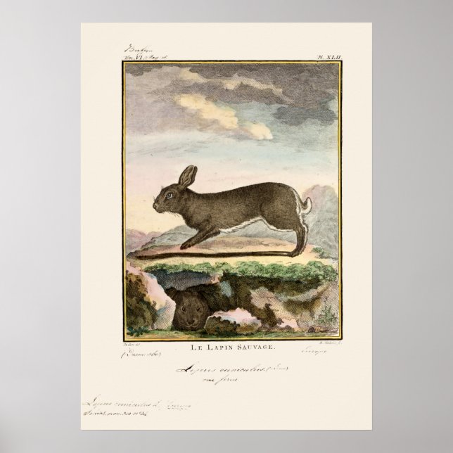 Antique Bunny Rabbit Color Etwas Poster (Vorne)